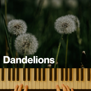 Dandelions (MP3)
